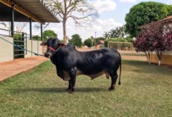 Mini-Bovinos de Corte: Touros, Vacas e Bezerros em Goiânia/GO