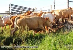 Plantel Caracu PO – Touros, Novilhas e Vacas em Liquidação