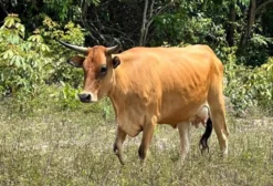 Lote de Gado Curraleiro Pé-Duro - Fêmeas, Novilhas e Machos em Crixás/GO