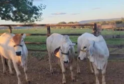 Novilhas Tabapuã PO - Filhas de Pai e Mãe PO - Fazenda Água Milagrosa