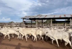 Lote de 50 Bezerros Nelore de 12 Meses - R$ 1.950,00 cada - Cavalcante/GO
