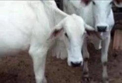 2 Novilhas Nelore de 26 Meses à Venda em Jaraguá-GO