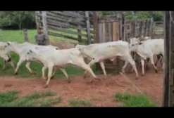 25 Bezerras Nelore Fêmeas (12 a 14 Meses) - Lote à Venda em Hidrolândia/GO