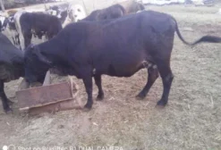 Vacas e Novilhas para Abate - Lote de 8 a 11 Cabeças - Rio Verde/GO