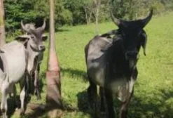 Tourinhos Guzerá PO - Puros de Origem - Novo Gama/GO