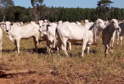 Lote de 50 Novilhas Nelore Lisas e Pesadas em Três Lagoas/MS