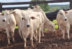 Novilhas Nelore PO Prenhas (Inseminação Artificial) - Campo Grande/MS