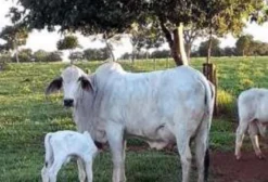 Garrotes Tabapuã para Venda – Reprodutores em Anhandui (Campo Grande) MS