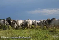 Touros Nelore Melhoradores a Pasto – Venda Permanente em Cuiabá/MT