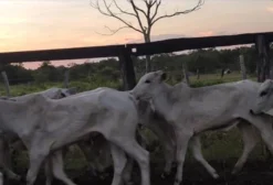 Lote de 37 Bezerros Nelore com 10 Meses - São Félix do Araguaia/MT