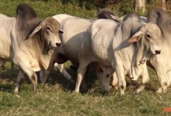 Touros Tabapuã PO com Genética Selecionada - Fazenda Formighieri 3F - São João/PR