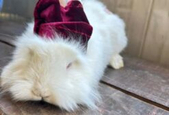 Coelhos Machos Peludos - 40 dias - Dóceis - Aparecida de Goiânia/GO