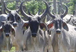 Touros, Novilhas e Vacas Guzerá PO Registrados - Guaraniaçu/PR