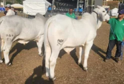 Tourinhos Brahman PO – Genética Superior em Santo Antônio de Pádua/RJ