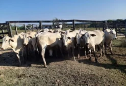 Lote de 35 Vacas Tabapuã Jovens para Reprodução - Araruama/RJ