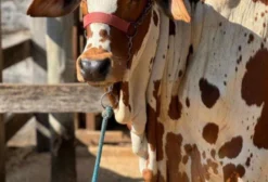 Bezerros Nelore Pintado de Alta Genética - Santo Antônio de Pádua/RJ