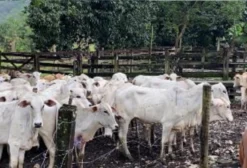 Vacas e Novilhas de Corte Nelore com Prenhez Confirmada - Silva Jardim/RJ