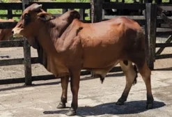 Touro Red Brahman Reprodutor de Corte - Genética Superior - Passa Três (Rio Claro) - RJ