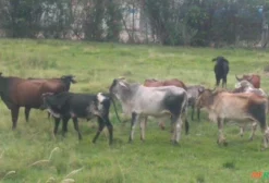 Lote de Gado de Corte Mestiço e Guzerá - 16 Cabeças
