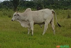 Touros Nelore Reprodutores – 3 Unidades, 2 Anos e 4 Meses, Aproximadamente 500 kg