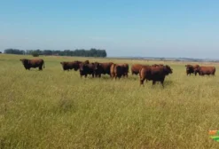 Touros Angus e Brangus de 2 e 3 Anos – Prontos para Reprodução – Manoel Viana/RS