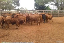 Lotes de Gado de Primeira: Brafor, Angus, Red Angus e Brangus à Venda
