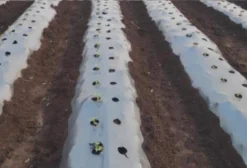 Filme Mulching para Plantação – Proteção de Solo e Adubo – Preço por m²