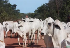Arrendamento de Terras Agrícolas para Soja, Eucalipto e Pastagem em Almas e Duerê - TO