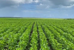 Arrendamento de Fazenda 2.600 Hectares em São João do Sóter - MA