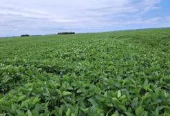 Fazenda de 242 hectares para Arrendamento em Naviraí - MS