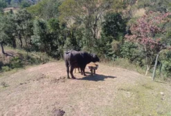 Lote de Búfalos Raça Murrah – Mogi das Cruzes/SP