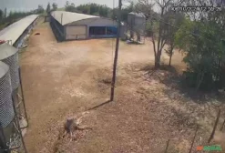 Sítio com Duas Granjas de Aves de Corte em São Pedro SP – Oportunidade de Negócio