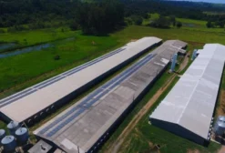 Granja Automatizada para 220 Mil Aves – Cerquilho, SP