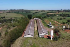 Granja Avícola Automatizada em Itapira/SP – Completa e em Atividade