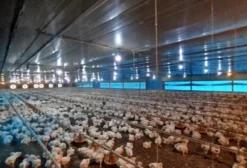 Granja de Aves com 6 Alqueires e Infraestrutura Completa em Amparo - SP