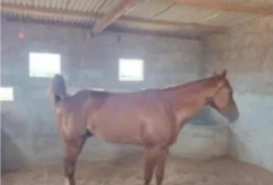 Cavalo Quarto de Milha em Minador do Negrão/AL
