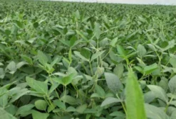 Fazenda no Matopiba – 7.000 Hectares em Luís Eduardo Magalhães/BA