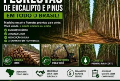 Compramos Florestas de Eucalipto e Pinus