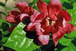 Sementes Carolina Pimenta da Jamaica, Arbusto Doce (Calycanthus floridus)