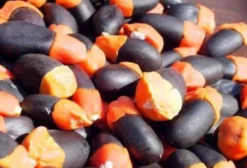 Sementes Árvore da Sorte, Mogno da Sorte, Amuleto de Caça (Afzelia quanzensis)