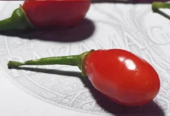 Pimenta Fidalga Vermelha - Capsicum Chinense - Sementes