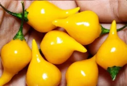 Pimenta Biquinho Airetama Amarela - Capsicum chinense - Sementes