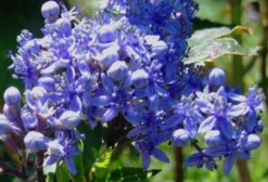 Sementes Frescas Dichroa Febrifuga (Hortência Tibetana)