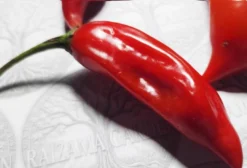 Pimenta Dedo de Moça - Capsicum Baccatum - Sementes