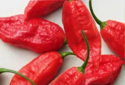 Pimenta Bhut Jolokia Aimoré - Capsicum Chinense - Sementes