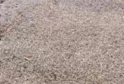 Semente de Andropogon Colhida do Cacho