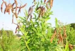 Sementes de Feijão Guandu: BRS Mandarim, Fava Larga, IAPAR 43 e Super N