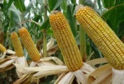 Sementes de Milho BM3051 – Híbrido Convencional para Pamonha, Milho Verde e Silagem