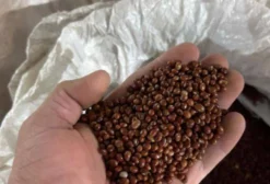 Feijão Guandu IAPAR 43 – Grão Nutritivo para Consumo Humano e Animal