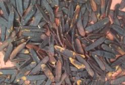 Fava Danta (Faveira) – Falso Barbatimão – Frutos para Extração de Rutina – Venda por Quilo